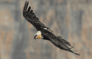 Le Jocou et les rapaces Capture Decran Du 2024 03 12 12 09 58 300x192