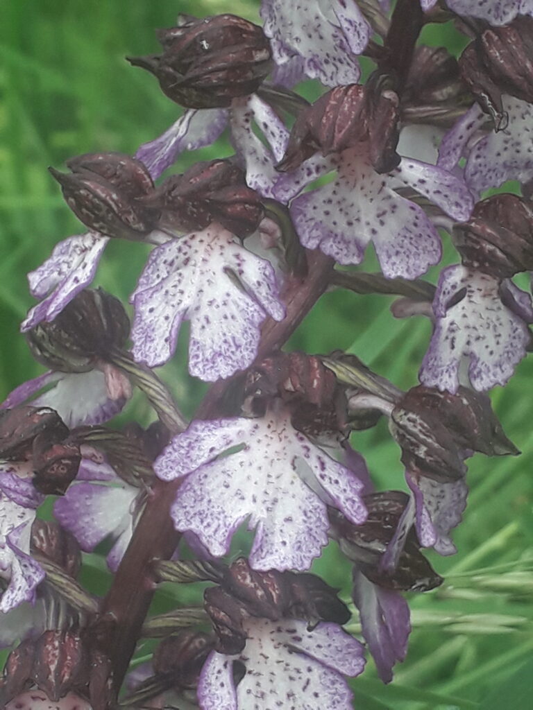 Orchis pourpre