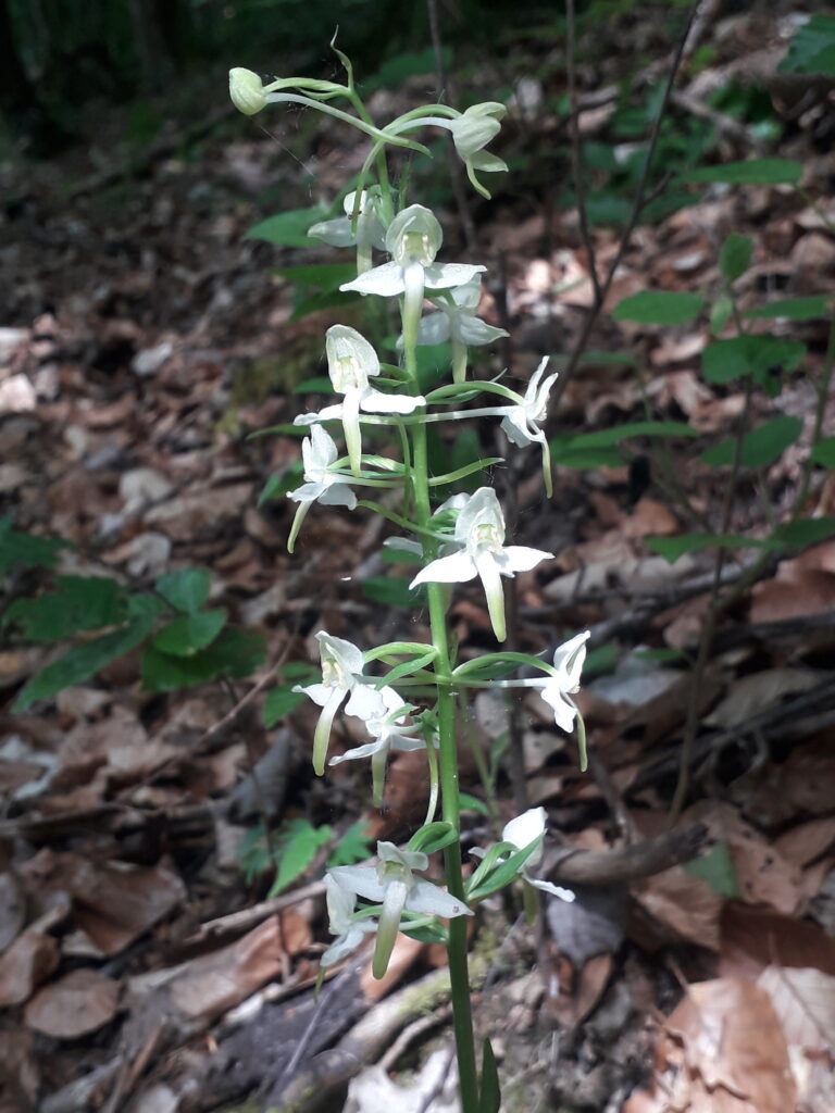 Orchis verdâtre