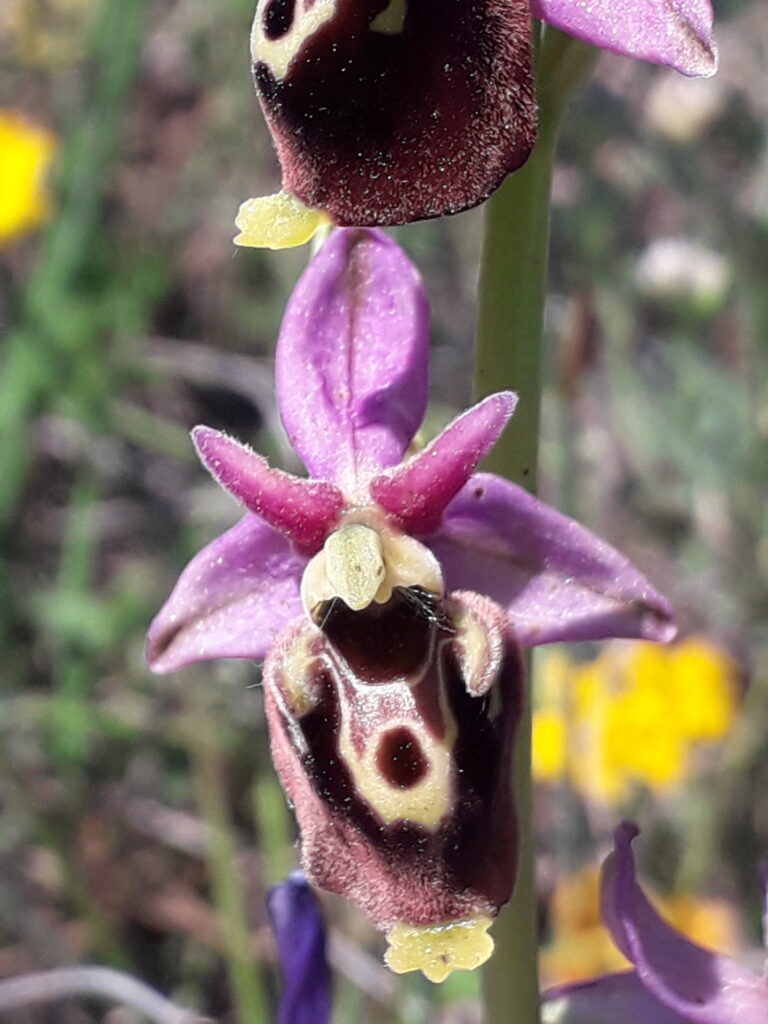 Ophrys Bourdon