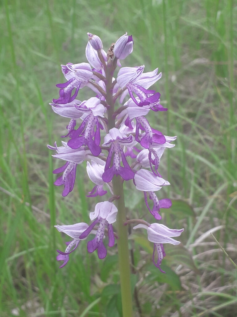 Orchis militaire